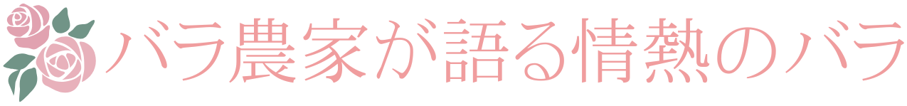 バラ農家が語る情熱のバラ